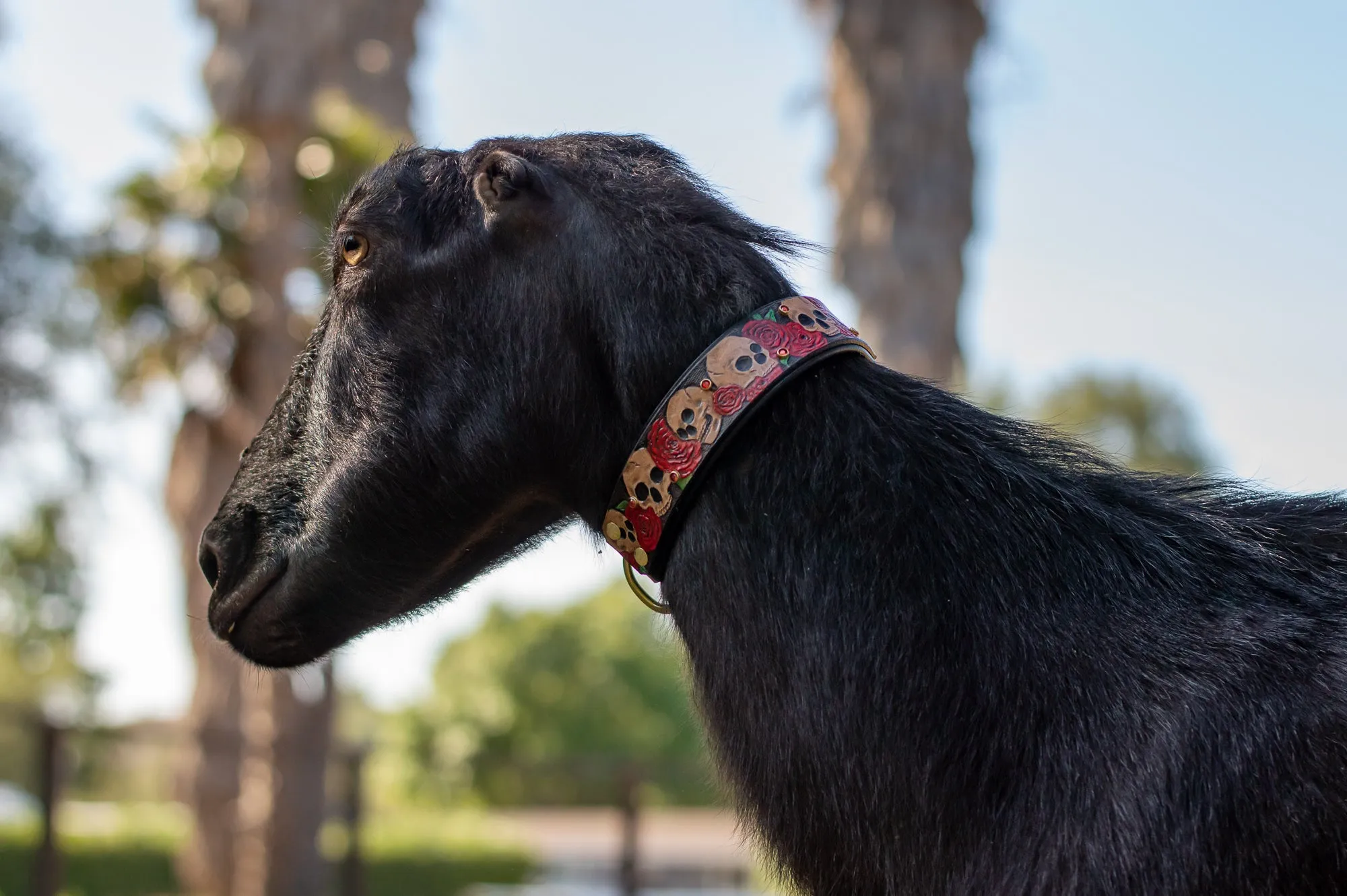 Skull and Roses Dog Collar