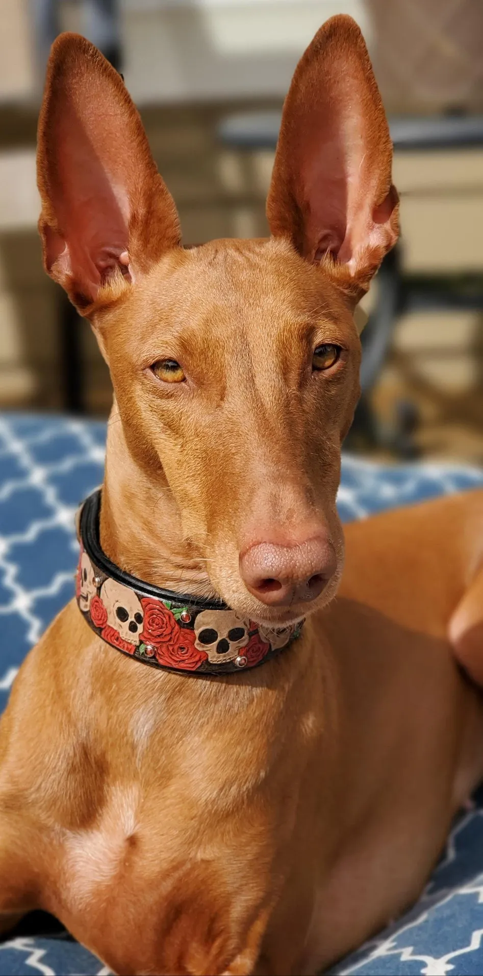 Skull and Roses Dog Collar