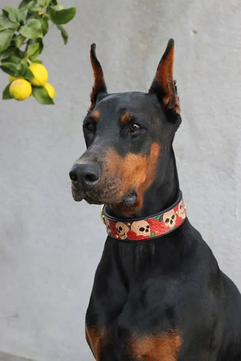 Skull and Roses Dog Collar